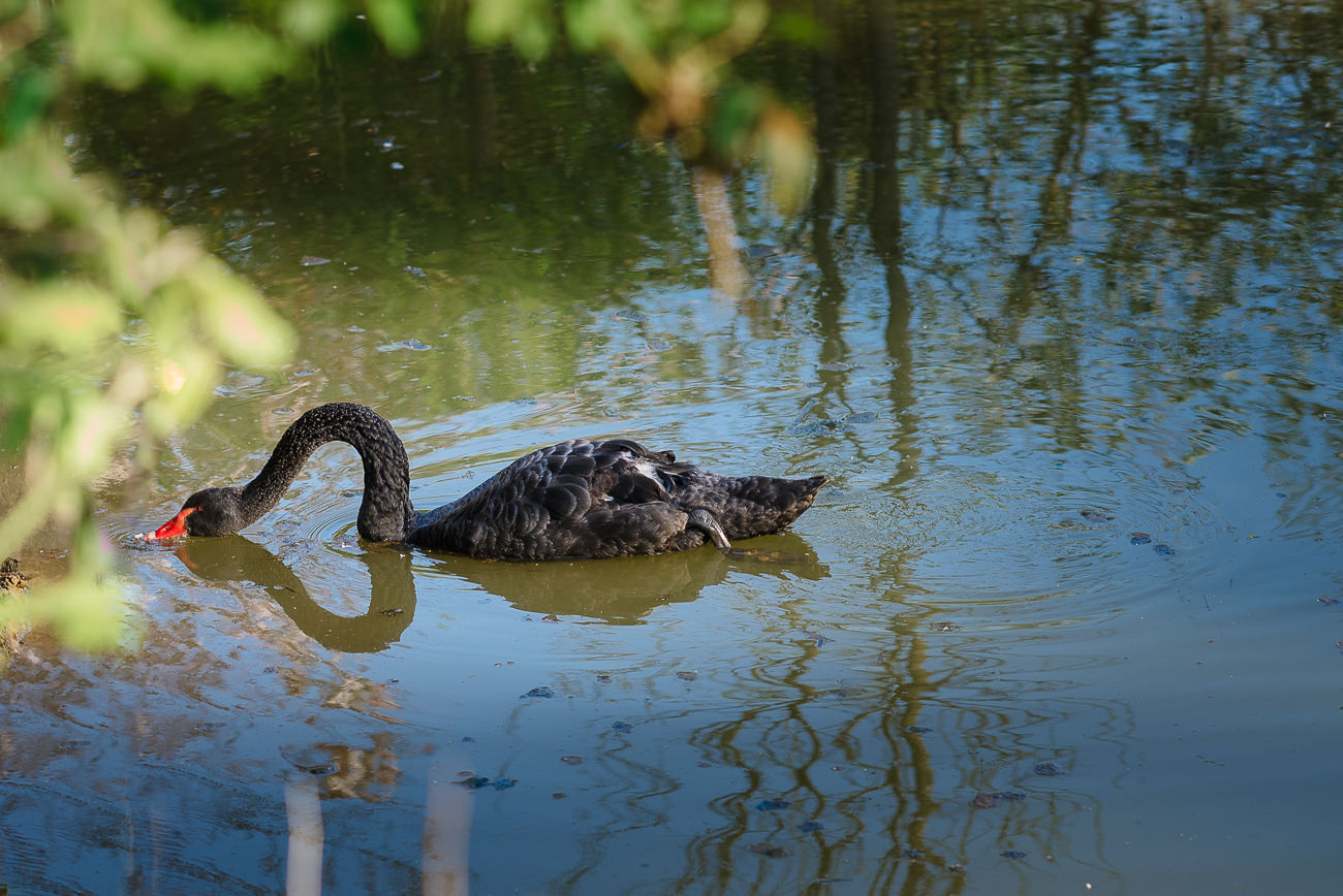 Black swan on a pond at Russets Country House 